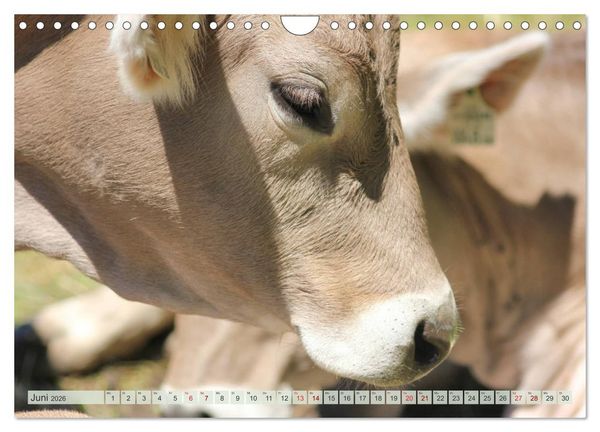 Produktbild: Alpenrinder (Wandkalender 2026 DIN A4 quer), CALVENDO Monatskalender