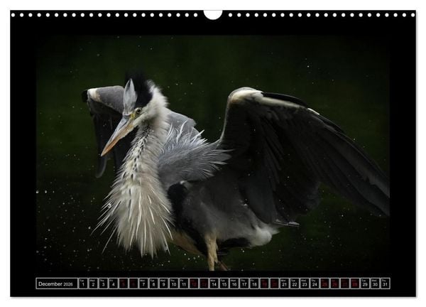Produktbild: The heron parade (Wall Calendar 2026 DIN A3 landscape), CALVENDO 12 Month Wall Calendar