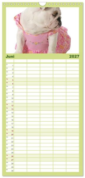 Produktbild: Familienplaner 2027 - English Bulldog XXL Models mit 5 Spalten (Wandkalender, 21 x 45 cm) CALVENDO