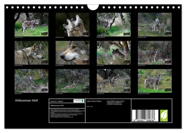 Produktbild: Willkommen Wolf (Wandkalender 2026 DIN A4 quer), CALVENDO Monatskalender