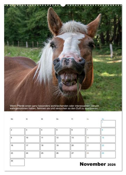 Produktbild: Liebenswerte Landtiere (Wandkalender 2026 DIN A2 hoch), CALVENDO Monatskalender