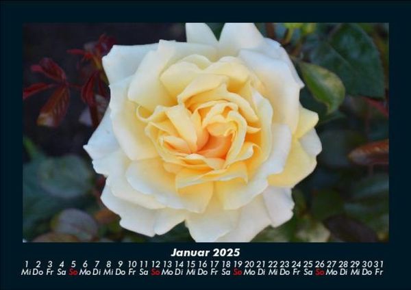 Produktbild: Blumenkalender 2025 Fotokalender DIN A5