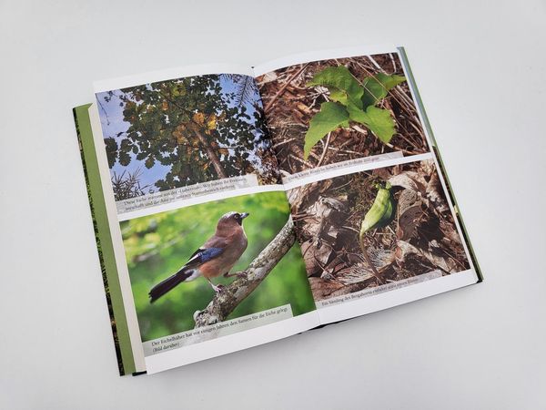 Produktbild: Der Wald der Zukunft