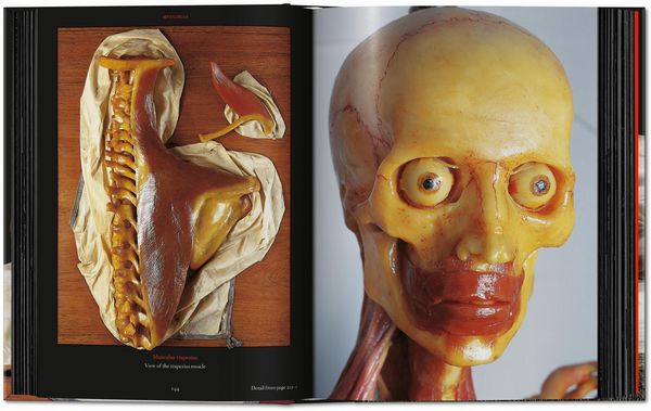Produktbild: Anatomical Waxes. 45th Ed.