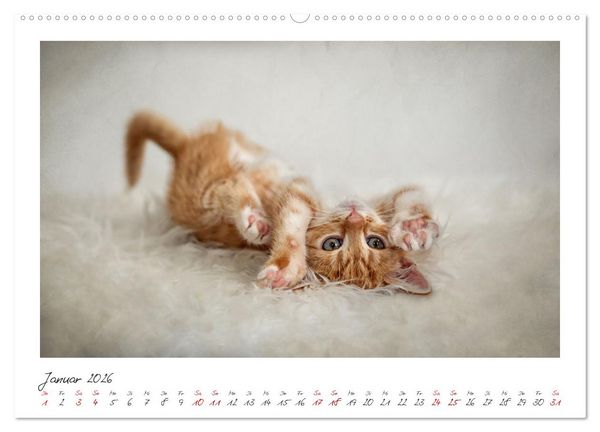 Produktbild: Zauberhafte rote K&auml;tzchen (hochwertiger Premium Wandkalender 2026 DIN A2 quer), Kunstdruck in Hochglanz