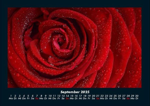 Produktbild: Strahlend sch&ouml;ne Rosen 2025 Fotokalender DIN A4