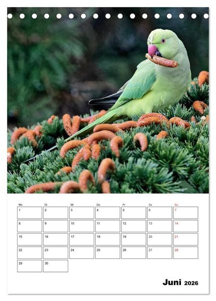 Produktbild: Bezaubernde V&ouml;gel im heimischen Garten (Tischkalender 2026 DIN A5 hoch), CALVENDO Monatskalender