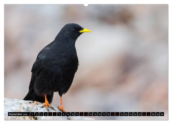 Produktbild: Alpengl&uuml;ck - Nationalpark Berchtesgaden (Wandkalender 2026 DIN A2 quer), CALVENDO Monatskalender