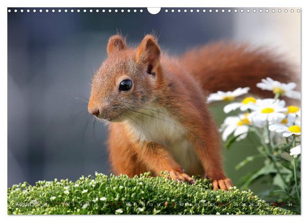 Produktbild: Eichh&ouml;rnchen Momentaufnahmen f&uuml;rs Herz (Wandkalender 2026 DIN A3 quer), CALVENDO Monatskalender