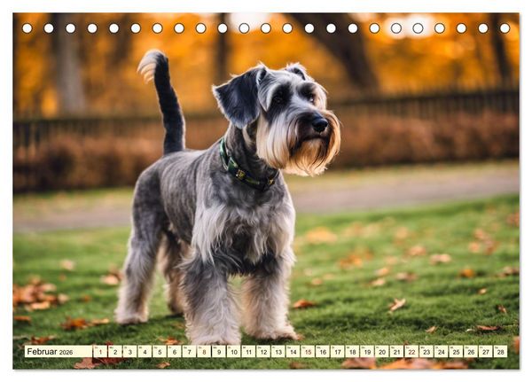 Produktbild: Schnauzer - vielseitige Allrounder (Tischkalender 2026 DIN A5 quer), CALVENDO Monatskalender