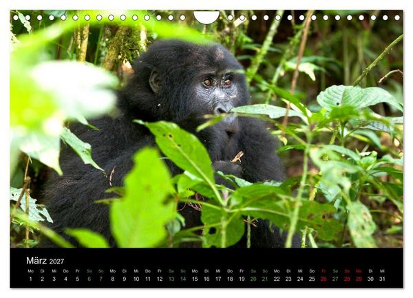 Produktbild: Ugandas friedliche Berggorillas (Wandkalender 2027 DIN A4 quer), CALVENDO Monatskalender