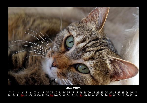 Produktbild: F&uuml;r Katzenfreunde 2025 Fotokalender DIN A3