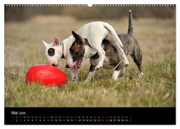 Produktbild: Bullterrier 2026 - Kleine Clowns mit gro&szlig;em Herz (hochwertiger Premium Wandkalender 2026 DIN A2 quer), Kunstdruck in Hochglanz