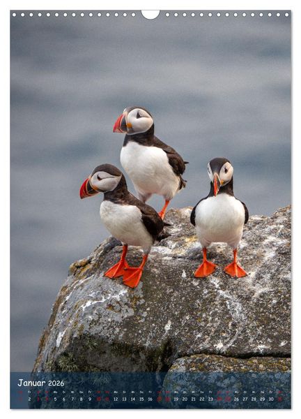 Produktbild: Naturerlebnis Puffin (Wandkalender 2026 DIN A3 hoch), CALVENDO Monatskalender