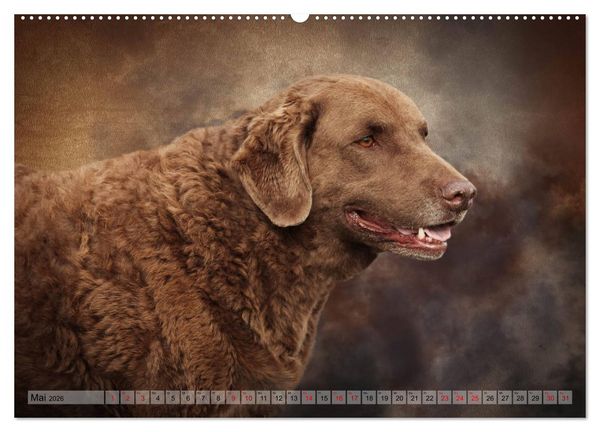 Produktbild: Jagdhunde im Portrait (Wandkalender 2026 DIN A2 quer), CALVENDO Monatskalender