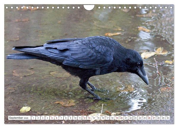 Produktbild: Corvids - Black and Beautiful (Wall Calendar 2026 DIN A4 landscape), CALVENDO 12 Month Wall Calendar