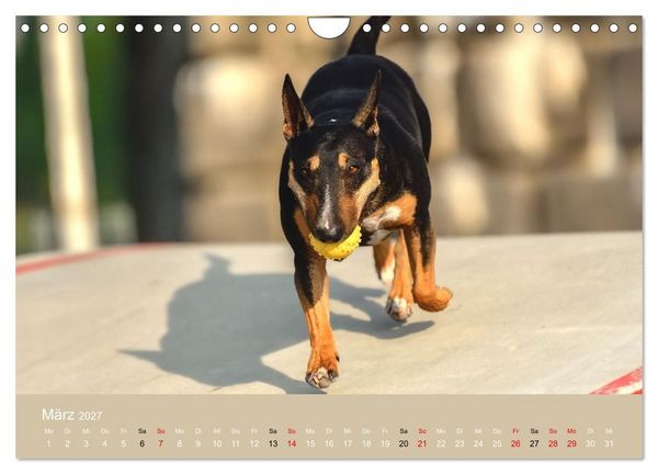 Produktbild: Bullterrier - charmante Herzensbrecher (Wandkalender 2027 DIN A4 quer), CALVENDO Monatskalender