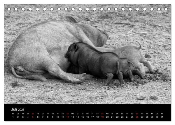 Produktbild: Das Leben der Schweine (Tischkalender 2026 DIN A5 quer), CALVENDO Monatskalender