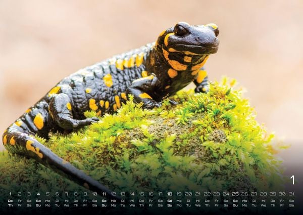 Produktbild: Waldtiere - Heimische Waldbewohner - Der Tierkalender - 2026 - Kalender DIN A2