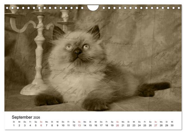 Produktbild: Oma's Katzenkalender 2026 (Wandkalender 2026 DIN A4 quer), CALVENDO Monatskalender