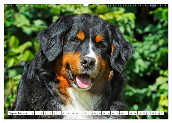 Produktbild: Faszinierende Sch&ouml;nheit Berner Sennenhund (Wandkalender 2026 DIN A2 quer), CALVENDO Monatskalender