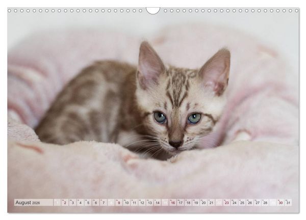 Produktbild: Wildes Wohnzimmer - Die Bengalkatze (Wandkalender 2026 DIN A3 quer), CALVENDO Monatskalender