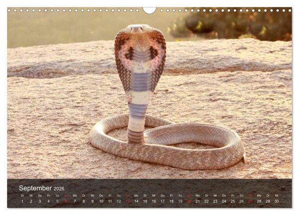 Produktbild: Giftschlangen (Wandkalender 2026 DIN A3 quer), CALVENDO Monatskalender