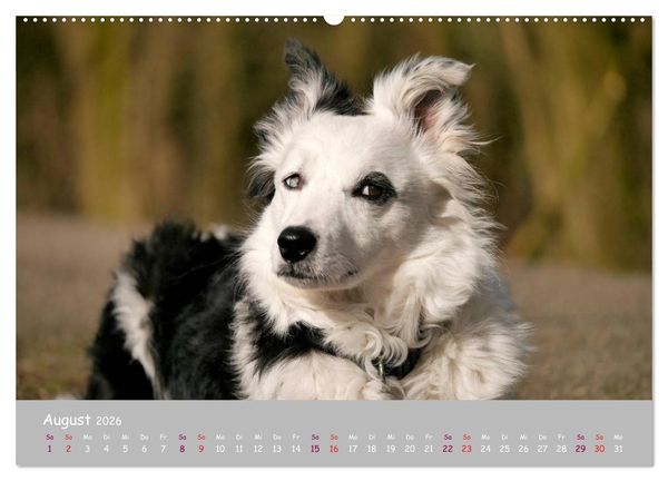 Produktbild: Dein Hund der treue Begleiter (Wandkalender 2026 DIN A2 quer), CALVENDO Monatskalender