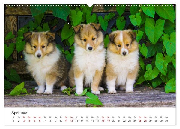 Produktbild: Shelties - Die zuckers&uuml;&szlig;en Vierbeiner. (hochwertiger Premium Wandkalender 2026 DIN A2 quer), Kunstdruck in Hochglanz