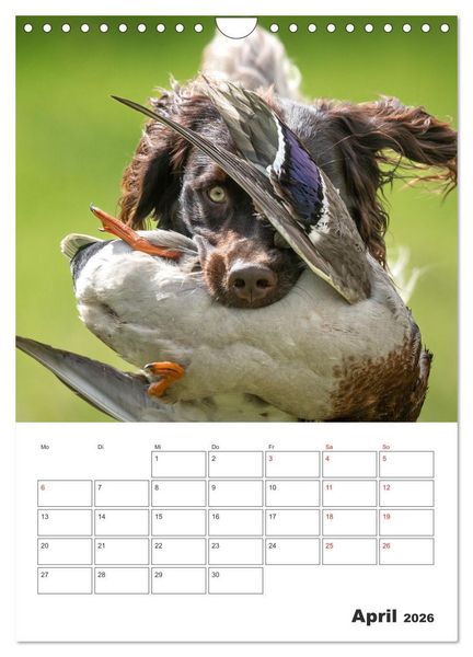 Produktbild: Geboren um zu Jagen. Der kleine M&uuml;nsterl&auml;nder (Wandkalender 2026 DIN A4 hoch), CALVENDO Monatskalender
