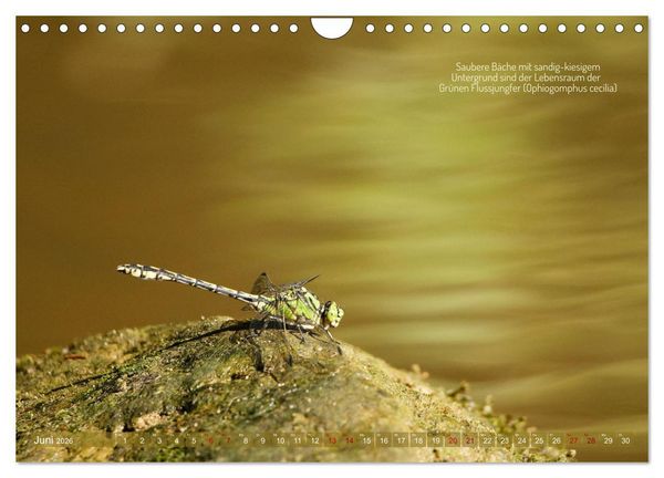 Produktbild: Frankens Insekten (Wandkalender 2026 DIN A4 quer), CALVENDO Monatskalender