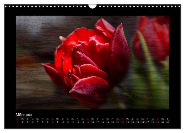 Produktbild: Rot (Wandkalender 2026 DIN A3 quer), CALVENDO Monatskalender