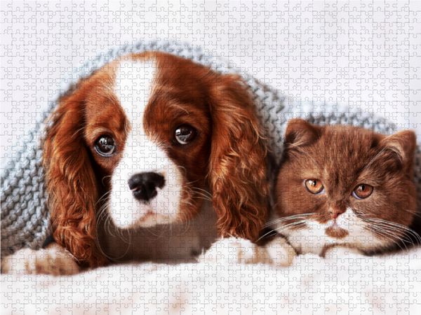 Produktbild: CALVENDO Puzzle Best Friends - BKH Kitten und Cavalier King Charles Spaniel Welpe 1000 Teile Lege-Gr&ouml;&szlig;e 64 x 48 cm Foto-Puzzle Bild von Janina B&uuml;rger