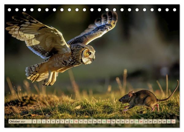 Produktbild: Eulen - furchtlos und elegant (Tischkalender 2027 DIN A5 quer), CALVENDO Monatskalender