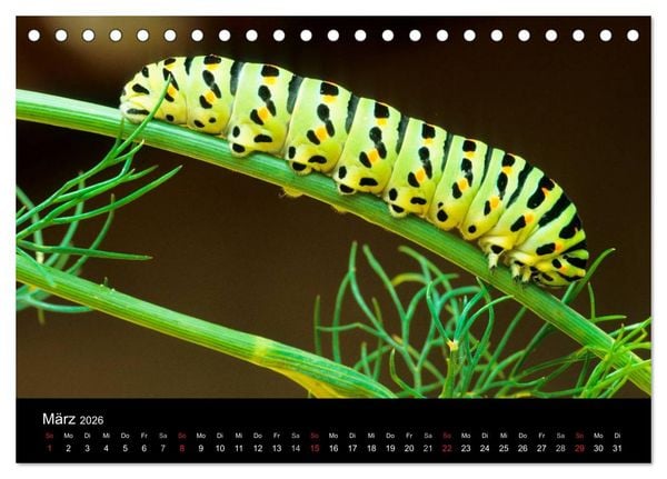 Produktbild: Schmetterlinge (Tischkalender 2026 DIN A5 quer), CALVENDO Monatskalender