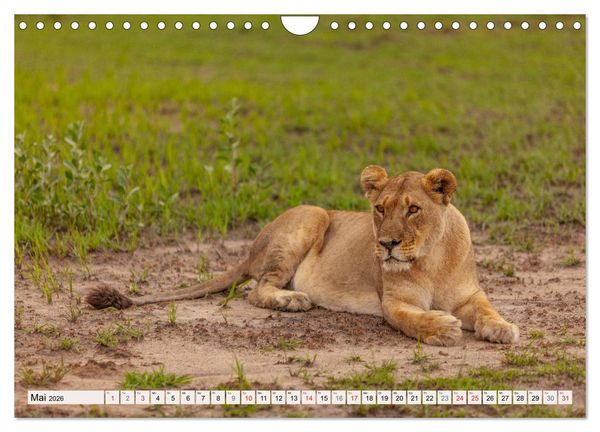 Produktbild: Afrikas wilde Katzen (Wandkalender 2026 DIN A4 quer), CALVENDO Monatskalender