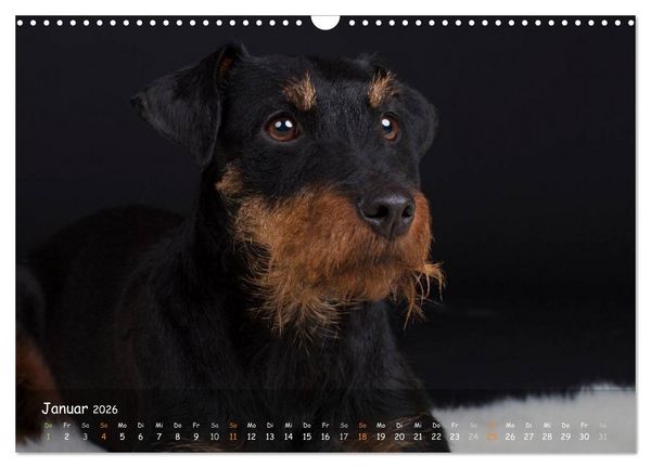 Produktbild: Jagdhunde - Treue Waidgesellen (Wandkalender 2026 DIN A3 quer), CALVENDO Monatskalender