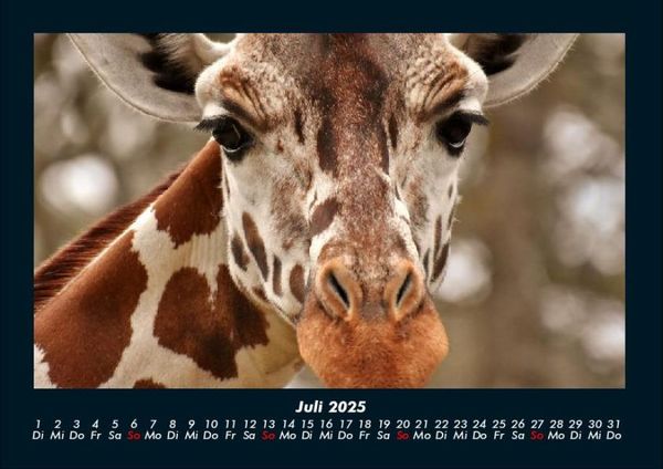 Produktbild: Giraffen 2025 Fotokalender DIN A4