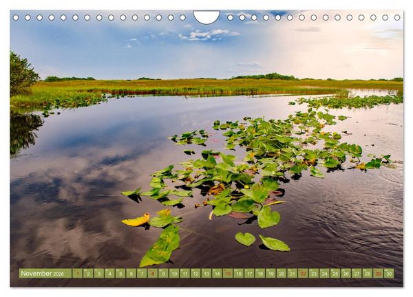 Produktbild: Florida - Sonnige Str&auml;nde und magische S&uuml;mpfe (Wandkalender 2026 DIN A4 quer), CALVENDO Monatskalender