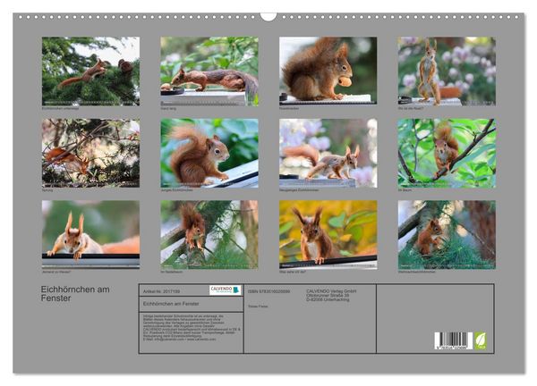 Produktbild: Eichh&ouml;rnchen am Fenster (Wandkalender 2026 DIN A2 quer), CALVENDO Monatskalender