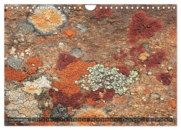 Produktbild: Krustenflechten - Pioniere auf Fels (Wandkalender 2026 DIN A4 quer), CALVENDO Monatskalender