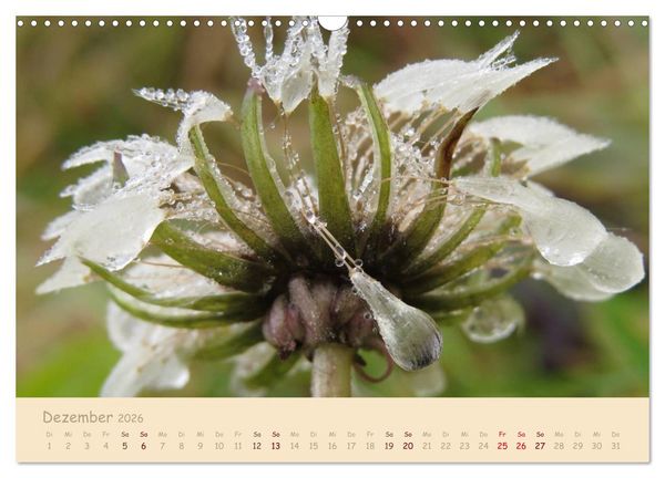 Produktbild: Unscheinbare Sch&ouml;nheit - Pusteblume (Wandkalender 2026 DIN A3 quer), CALVENDO Monatskalender