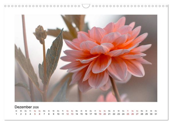 Produktbild: Oranger Bl&uuml;tentraum (Wandkalender 2026 DIN A3 quer), CALVENDO Monatskalender