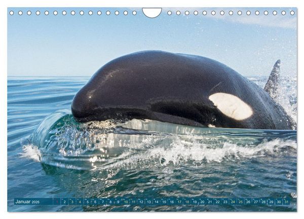 Produktbild: Orcas: Schwarz-wei&szlig;e Giganten (Wandkalender 2026 DIN A4 quer), CALVENDO Monatskalender