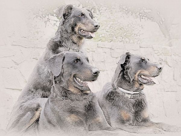 Produktbild: CALVENDO Puzzle Beauceron | 1000 Teile Lege-Gr&ouml;&szlig;e 64x48cm Foto-Puzzle f&uuml;r gl&uuml;ckliche Stunden