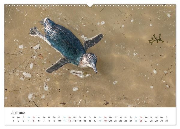 Produktbild: Australiens wunderbare Tiere (Wandkalender 2026 DIN A2 quer), CALVENDO Monatskalender