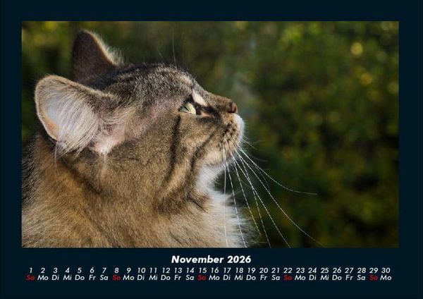 Produktbild: Haustierkalender 2026 Fotokalender DIN A4