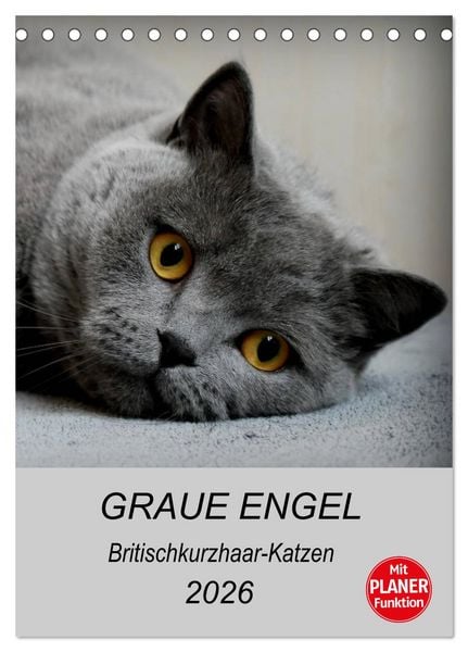 Produktbild: Graue Engel - Britischkurzhaar-Katzen (Tischkalender 2026 DIN A5 hoch), CALVENDO Monatskalender