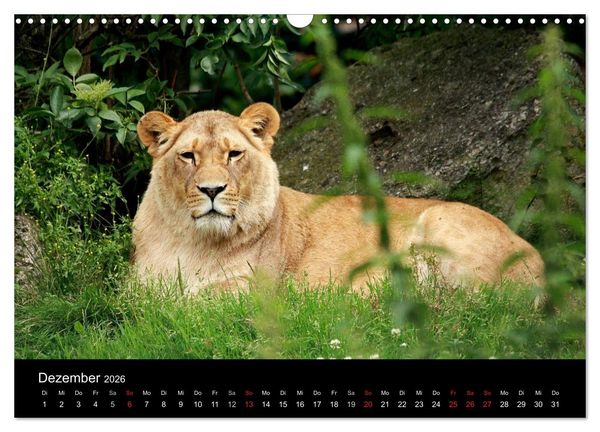 Produktbild: L&ouml;wen (Wandkalender 2026 DIN A3 quer), CALVENDO Monatskalender
