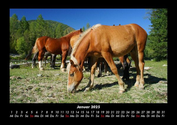 Produktbild: Pferdetraum 2025 Fotokalender DIN A3